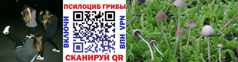 ссылка на мегу как войти  сайты даркнета Telegram  Новороссийск  Галлюциногенные грибы мицелий  купить  